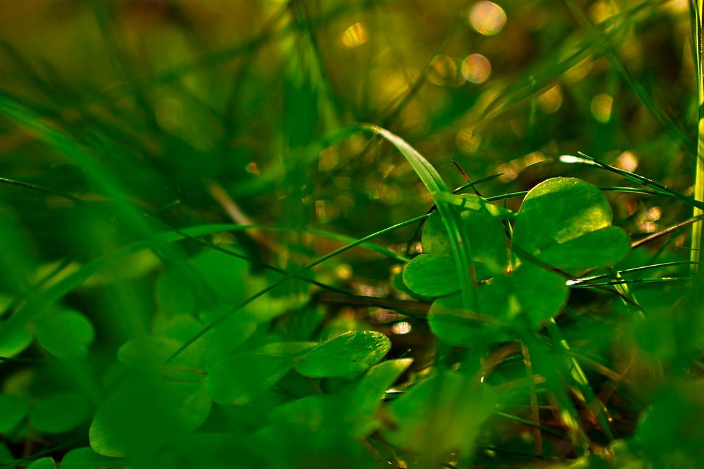 30-day satisfaction guarantee badge