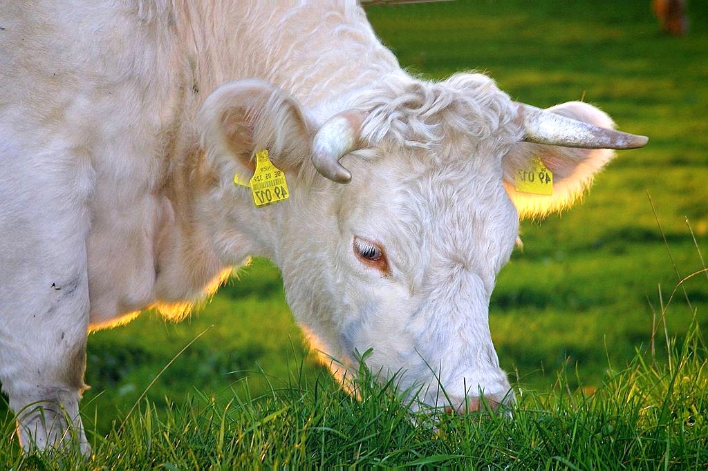 Elena Kowalski in her serene bedroom